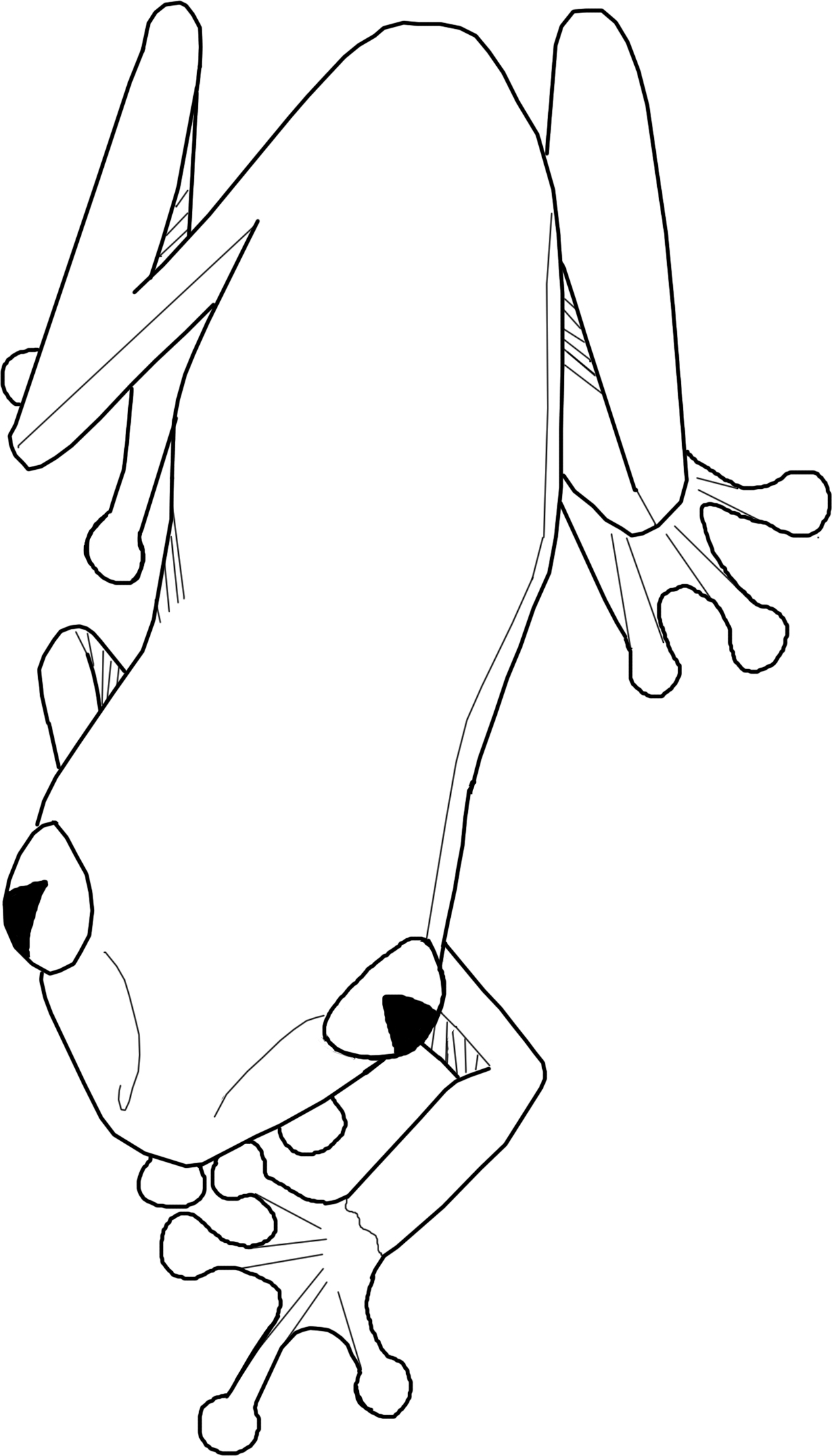 Free to Color Red Eye Tree Frog